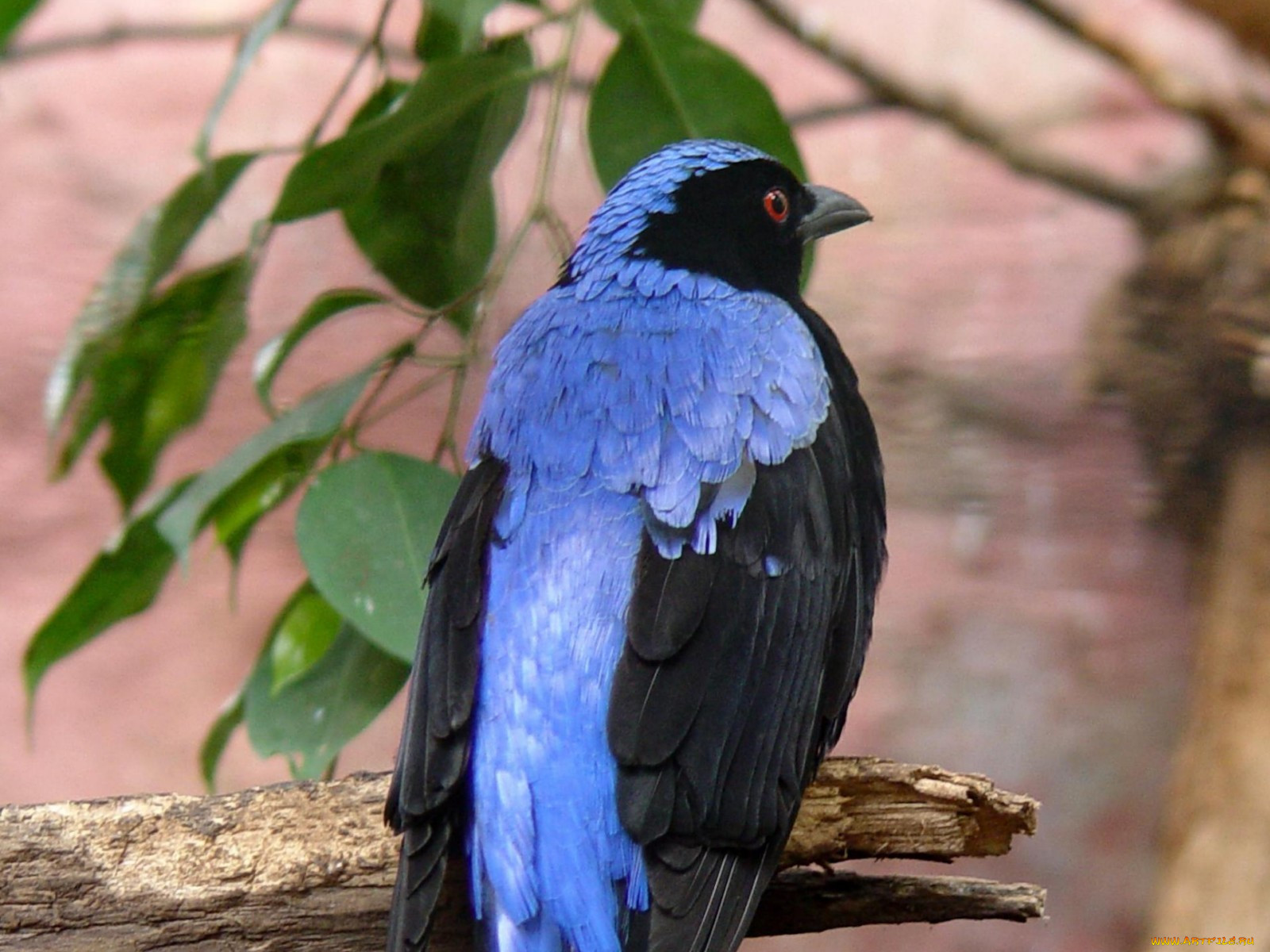 blue, backed, fairy, bluebird, male, , 